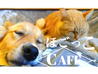 岡山市に譲渡後も命を見守る犬猫カフェ"ほごっこCAFE"を創りたい のトップ画像