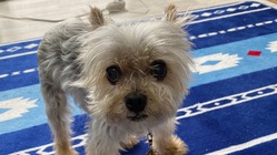 【至急】重度の気管虚脱で呼吸がしずらく手術が必要です。 のトップ画像