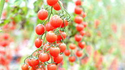 《障がい者がつくる》皮が薄くてとろける食感「プチぷよ」を届けたい！ のトップ画像