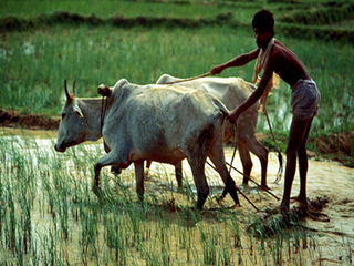 バングラデシュに農業革命を！最高の教育を農家たちにも届けよう