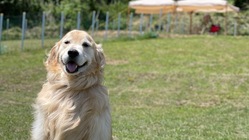 ドッグランに木を植えて、わんちゃんを暑さから守る木陰を作りたい。 のトップ画像