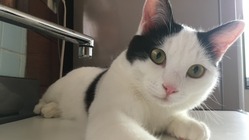 急性腎不全を患った猫の回復をご援助ください。