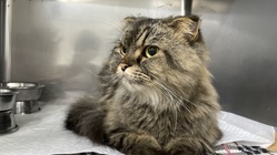 2歳で肥大型心筋症を患った愛猫エミルを助けてください のトップ画像