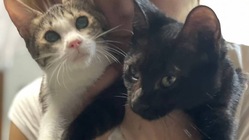 奈良県五條市でTNR活動を推し進めるためにご協力ください のトップ画像