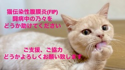 猫伝染性腹膜炎【FIP】発症の乃々にお力添えをお願いします！ のトップ画像
