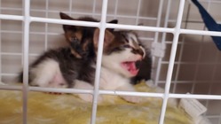 保護子猫です　助けました。成長してほしいので援助お願いします。 のトップ画像