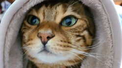 FIPと戦う愛猫レオにご支援よろしくお願いします。
