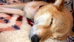 柴犬の茶太郎８歳悪性リンパ腫抗がん剤治療にご支援願います！