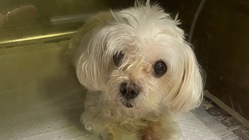 マルチーズ13歳 心肥大、肺水腫、気管治療、酸素機の継続に力を のトップ画像