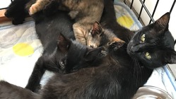 子育て中に交通事故に遭って骨盤骨折したクロちゃん手術したい のトップ画像