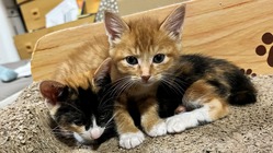 五島列島の古民家を改装して、保護猫ハウスを作りたい のトップ画像