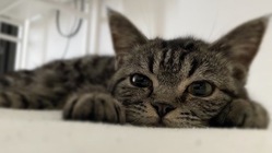 FIP（猫伝染性腹膜炎）と闘う「うに」を支えて下さいませんか？ のトップ画像