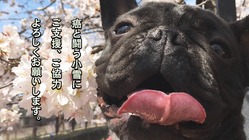 ７歳で脳腫瘍と闘う愛犬の「こゆき」どうかご支援お願いします！ のトップ画像