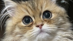 FIPと闘う愛猫、トラに治療を！ のトップ画像