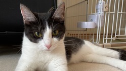 【Fip 猫伝染性腹膜炎】ひめの命をどうか一緒に助けてください のトップ画像