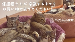 保護猫に未来を！キャットフード購入で保護施設を継続支援して下さい！ のトップ画像