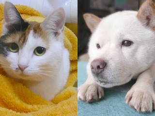 寄付つきカレンダーで保護犬、保護猫活動を応援したい！