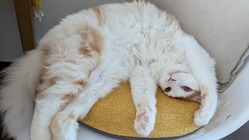 FIPと門脈シャント同時発症の難病のゆずをたすけてください のトップ画像