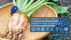 甜菜栽培を実験中！冷涼な気候を活かして信州産てんさい糖を作りたい。 のトップ画像