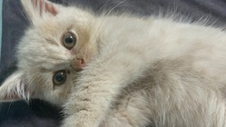 【FIP】とんかつの命を助けてください。 のトップ画像