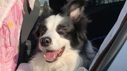 会陰ヘルニアで苦しんでいるチョッパー君を助けるの手伝ってください のトップ画像