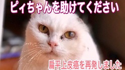 扁平上皮癌で耳を無くした白猫を保護しました。 のトップ画像
