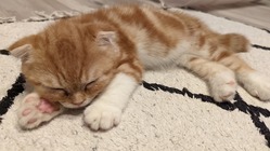 猫伝染性腹膜炎（FIP）の家族を救いたい のトップ画像