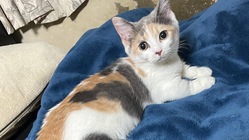 FIPの治療、生後4か月の小さな命を助けてください のトップ画像