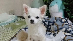 17歳のチワワ胆嚢免疫嚢腫…助けて下さい のトップ画像