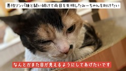 悪性リンパ腫と闘い続けて両目を失明したみーちゃんを助けたい のトップ画像