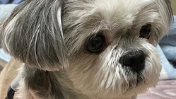愛犬テリー癌再発しましたどうか助けてください(> <｡) のトップ画像