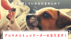 動物さんたちとお話ししたい！繋がりたい！そして皆さんへお届けしたい のトップ画像