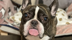 フレンチブルドッグ大福10歳のリンパ腫治療にご支援をお願いします。 のトップ画像