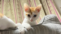 保護猫茶白オッドアイのぐり　fip治療のご支援をお願いします