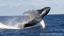 三宅島に来遊するクジラのメッセージから、地球環境の変化を探る！