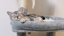 FIP(猫伝染性腹膜炎)の治療のご支援お願い致します！！ のトップ画像