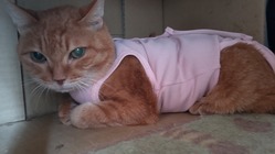 癌再発ハイツ、ぽん、さんちゃん。20歳クロ子を助けてくだい のトップ画像