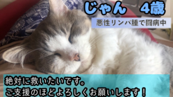 【リンパ腫】我が家の愛猫じゃんの治療費のご支援よろしくお願いします のトップ画像