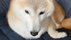 愛犬茶々11歳が緑内障の為、眼球摘出の手術代を助けてください。 のトップ画像