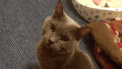 野良猫ﾁｬﾄの命をつなげたい！ のトップ画像