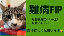 難病【FIP中後期】猫伝染腹膜炎と診断された“くー太”を救いたい のトップ画像