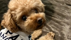 こつぶ3歳が脳脊髄炎と闘っております。どうか助けてください。 のトップ画像