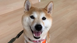 笑顔を守りたい！難病【特発性乳び胸】治療費、ご支援のお願い のトップ画像