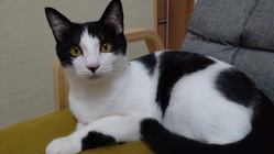 猫伝染性腹膜炎（FIP）に罹患した猫コシカの命を救いたい！