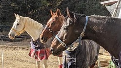 高齢馬の余生を支え安心して過ごせる場所を作りたい。 のトップ画像