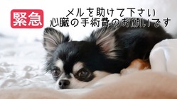 【緊急】僧帽弁閉鎖不全症。肺水腫を繰り返しているメルを助けたい！ のトップ画像