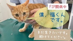 【FIP闘病中】保護猫 フクくん を助けてください！ のトップ画像