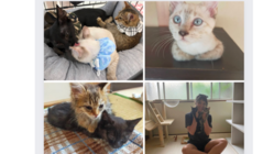 ケガや病気の子猫や動物のいのちを救いたい のトップ画像