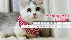 FIP(猫伝染腹膜炎)と闘うととまるを助けてください。 のトップ画像