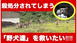 行政に捕まれば殺処分されてしまう野犬達を助けたい！〜2nd〜 のトップ画像